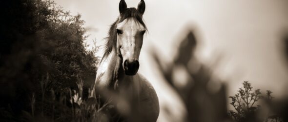 grayscale photo of horse